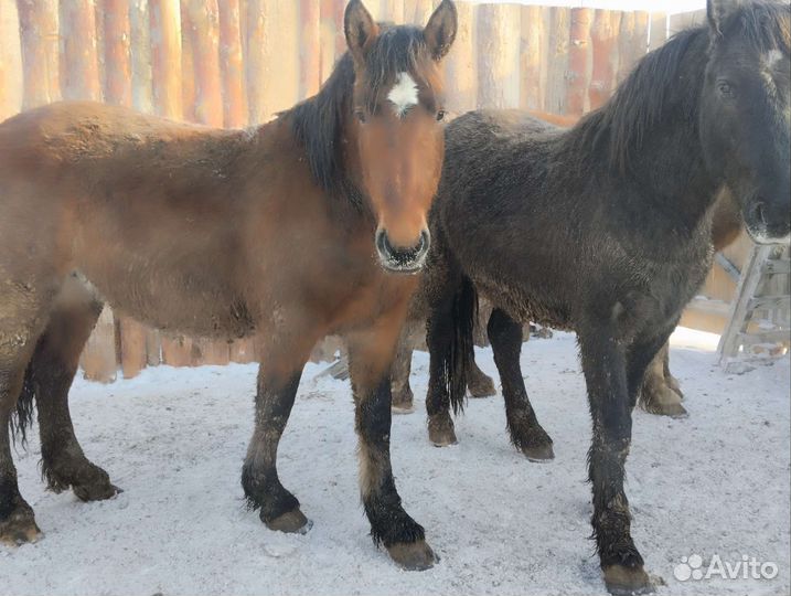 Лошади С откорма