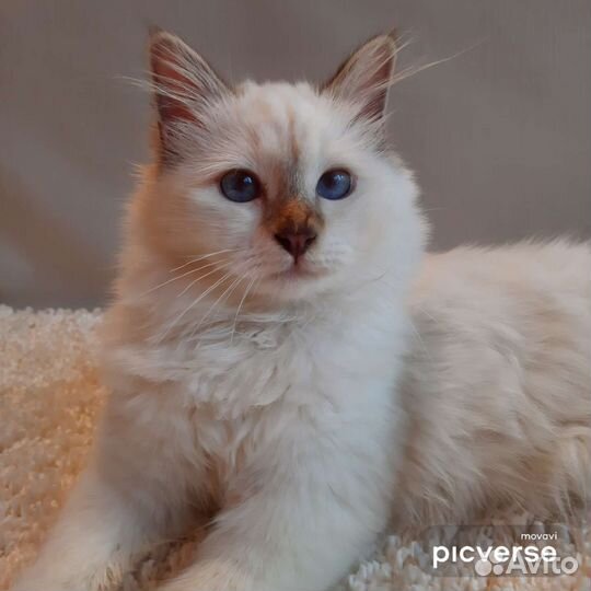 Котята редкой породы