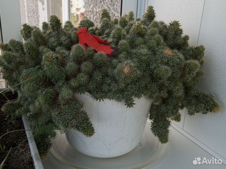 Комнатные цветы бесплатно