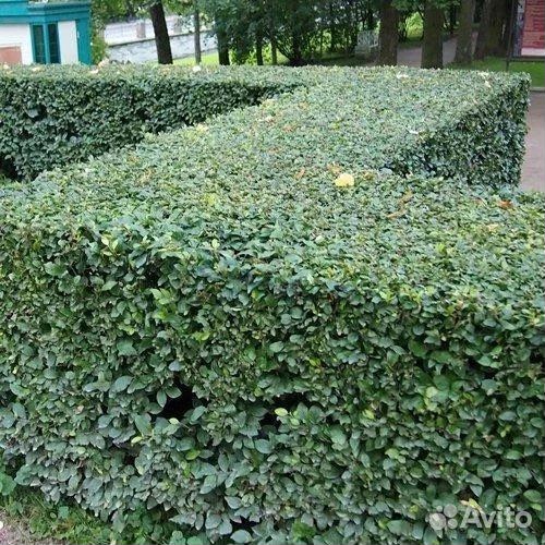 Кизильник блестящий, живая изгородь