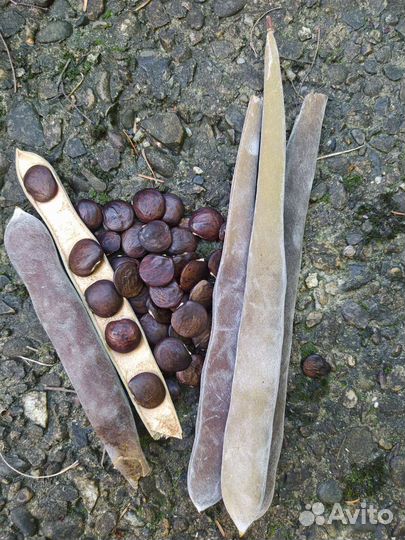 Глициния Китайская/Вистерия/саженцы