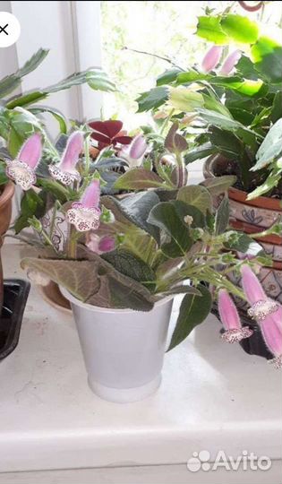 Калерия Жордин де монет