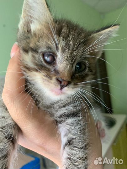 Котёнок