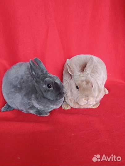 Карликовый рекс самочки