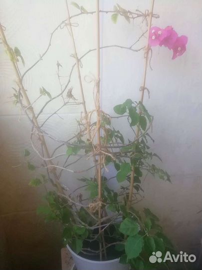 Бугенвиллия 3 года, 3 цвета