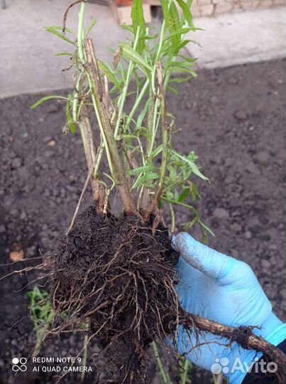 Эстрагон тархун