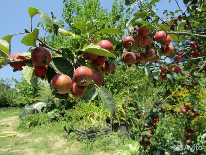 Колоновидные плодовые саженцы в контейнерах