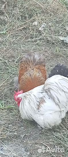 Куры цыплята