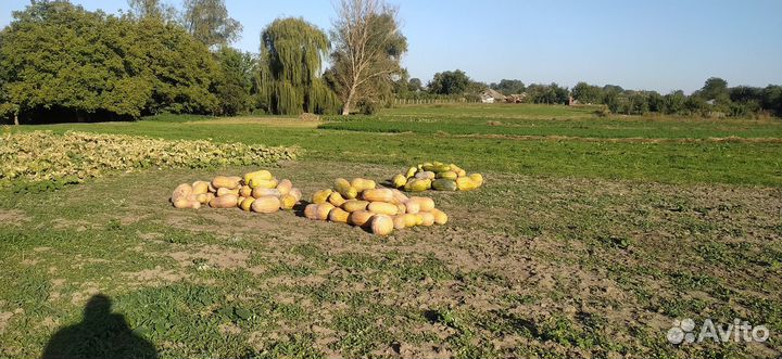 Продам тыкву витаминную