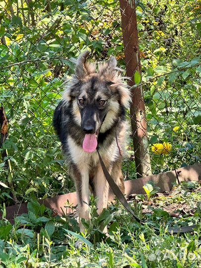 Подарить семью