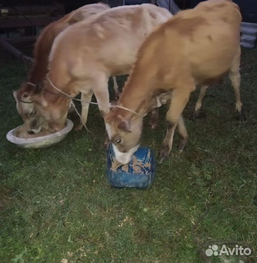 Два бычка одна тёлка