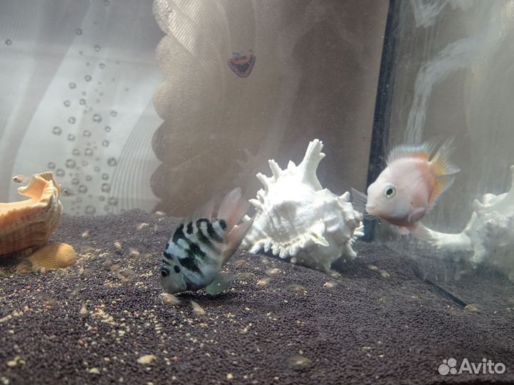 Сапфировый и Голубой попугаи