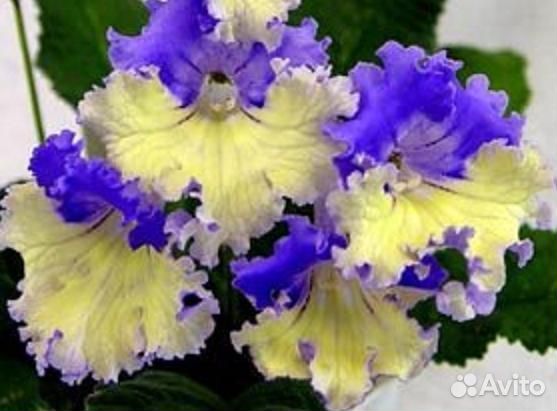 Стрептокарпусы сортовые, кустики