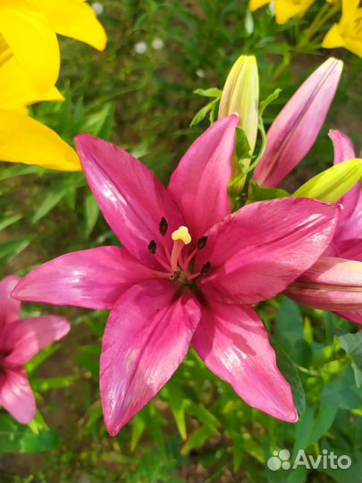 Лилии, сортовые