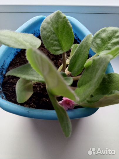 Сортовые фиалки