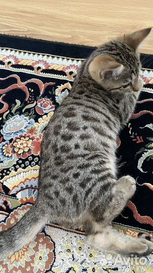 Бенгальский котенок