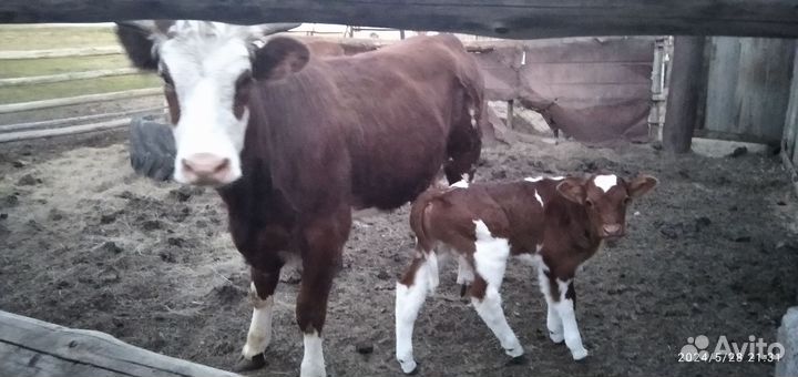 Продам корову