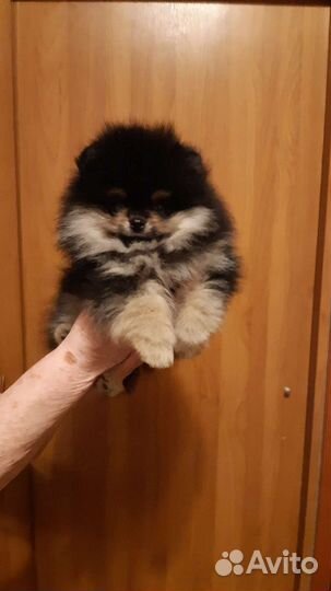 Шикарные мини мальчики померанцы
