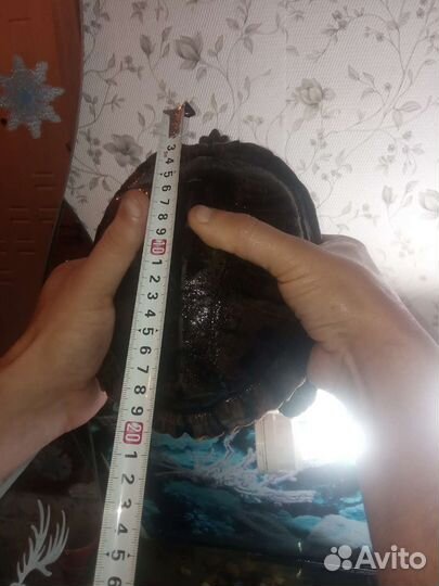 Красноухие черепахи