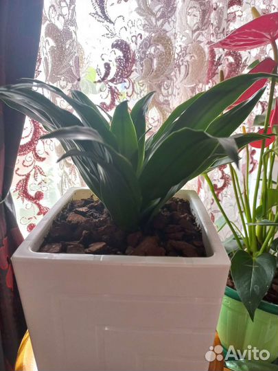 Драцена Компакта