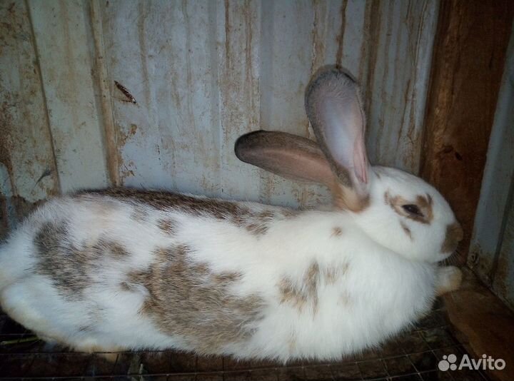 Кролики породы Великан и Бабочка на племя и мясо