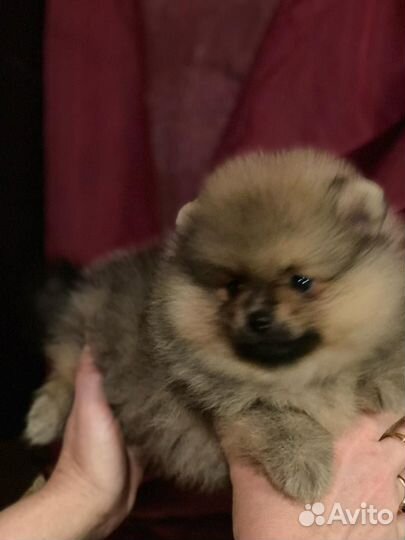 Щенки шпица