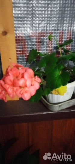 Герань низкорослая