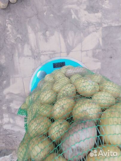 Картофель