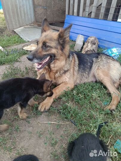 Щенки немецкой овчарки