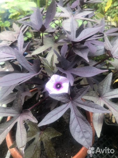 Ипомея батат