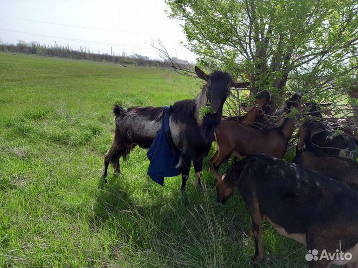 Альпийские козлята