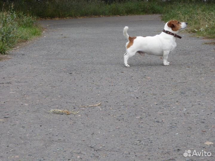 Джек рассел терьер