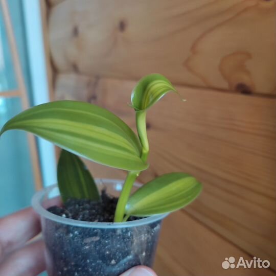 Орхидея ваниль