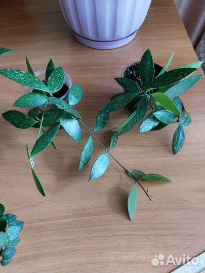 Хойя грацилис