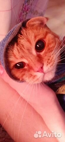 Кот