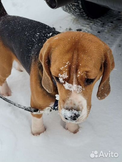 Бигль вязка