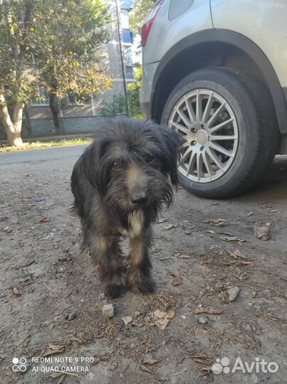 Собака в добрые руки