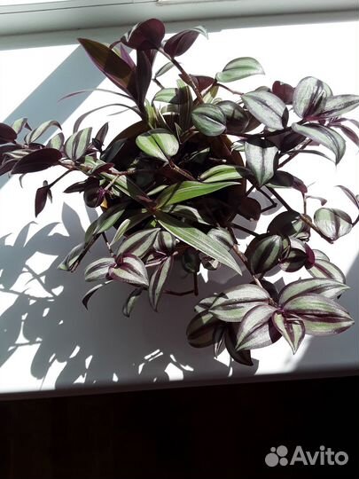 Комнатные цветы