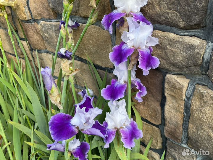 Ирис коллекция