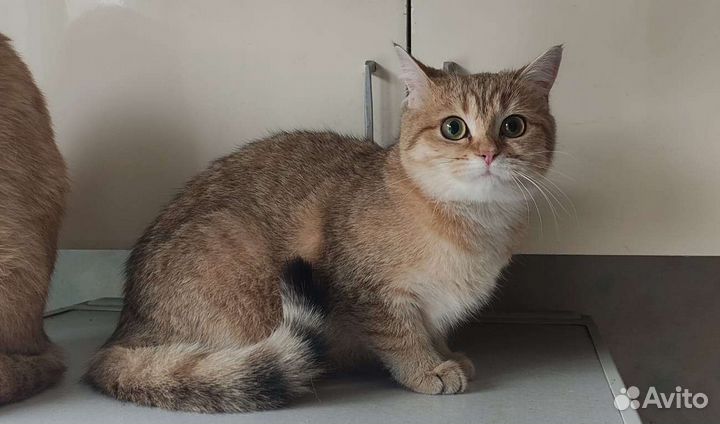 Кошечка Милочка