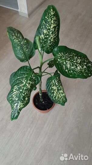 Дифенбахия