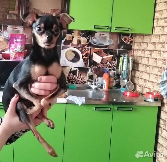 Мини той-терьер вязка