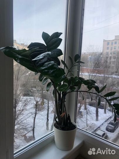 Декоративные растения, цветы для дома и офиса