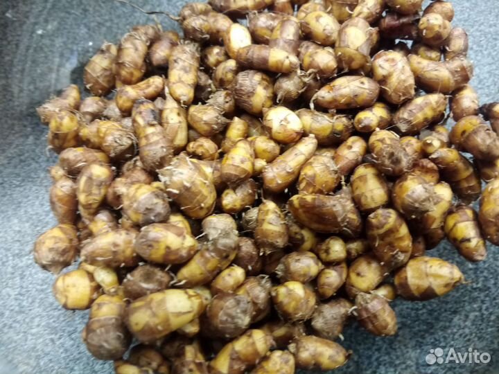 Чуфа гигантская 5 сортов земляной миндаль