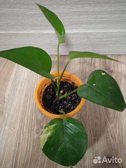 Комнатный цветок -эпипремнум