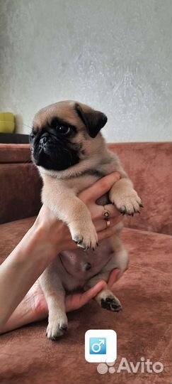 Щенки мопса