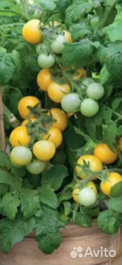 Рассада помидор