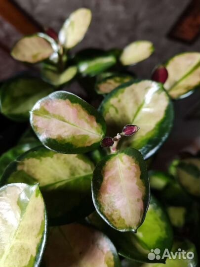 Хойя аустралис лиза