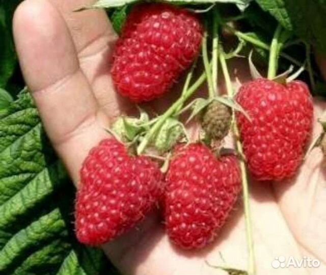 Саженцы малины