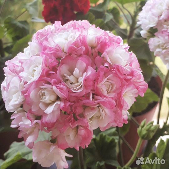 Бальзамин, пеларгония,нолина